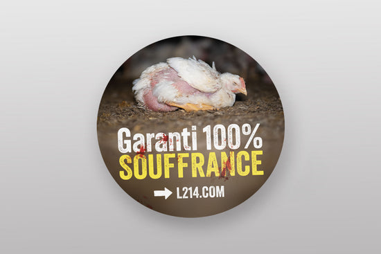 Lot de 10 stickers « 100 % souffrance »