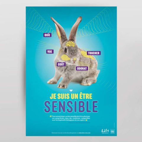 Poster « Être sensible » - Lapin