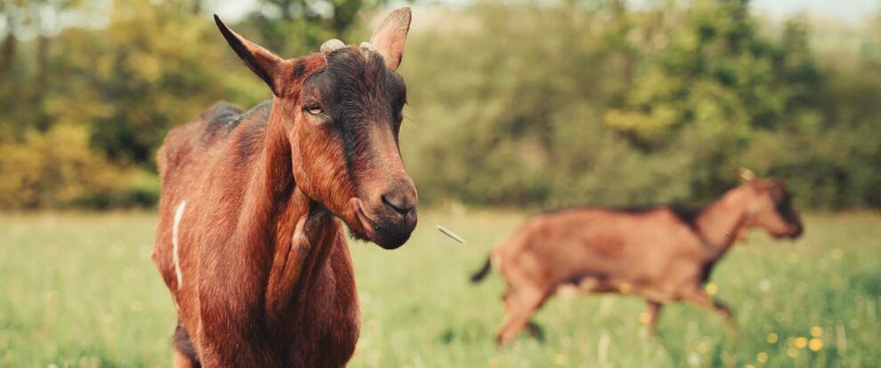 Je soutiens, j’ajoute un don à ma commande